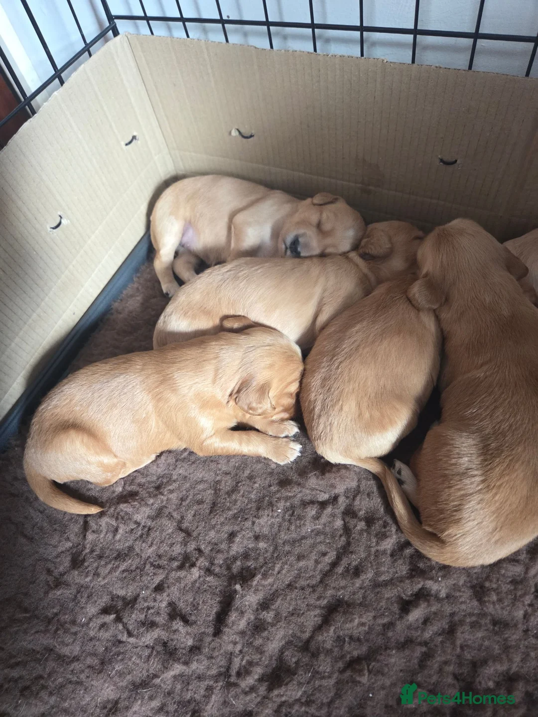 Mixed Breed dogs for sale: Golden Retriever x Cocker Spaniel  - Advert 7