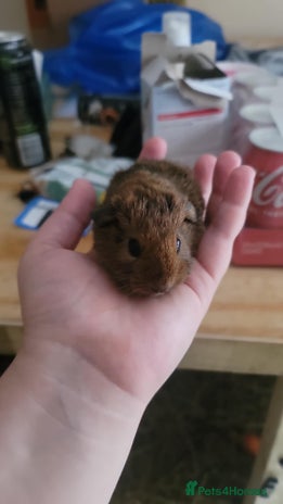 Guinea Pig rodents - Advert 4