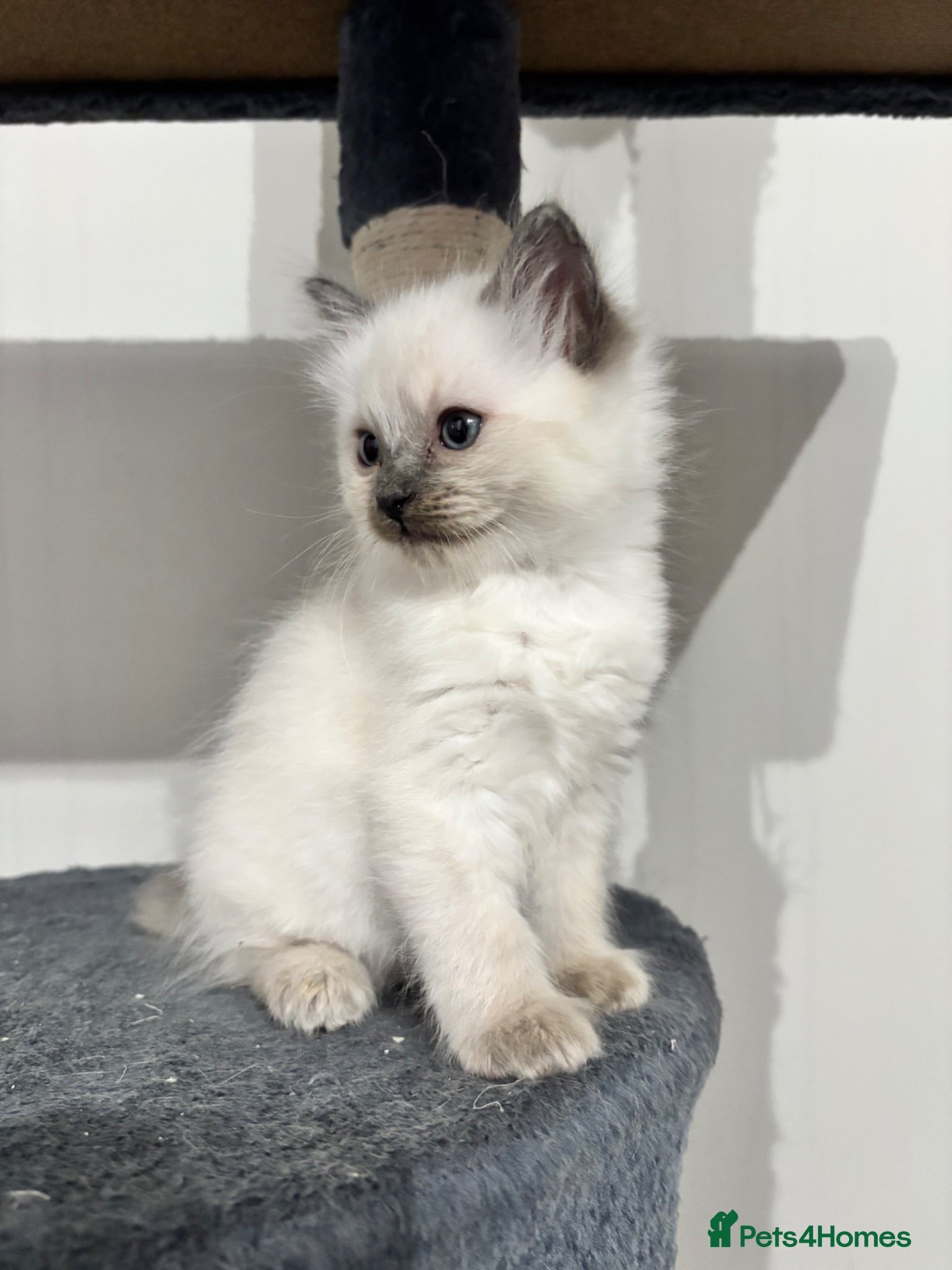 Ragdoll cats Bluepoint Ragdoll kittens 1 x boy & 1 x girl left  - Advert 2