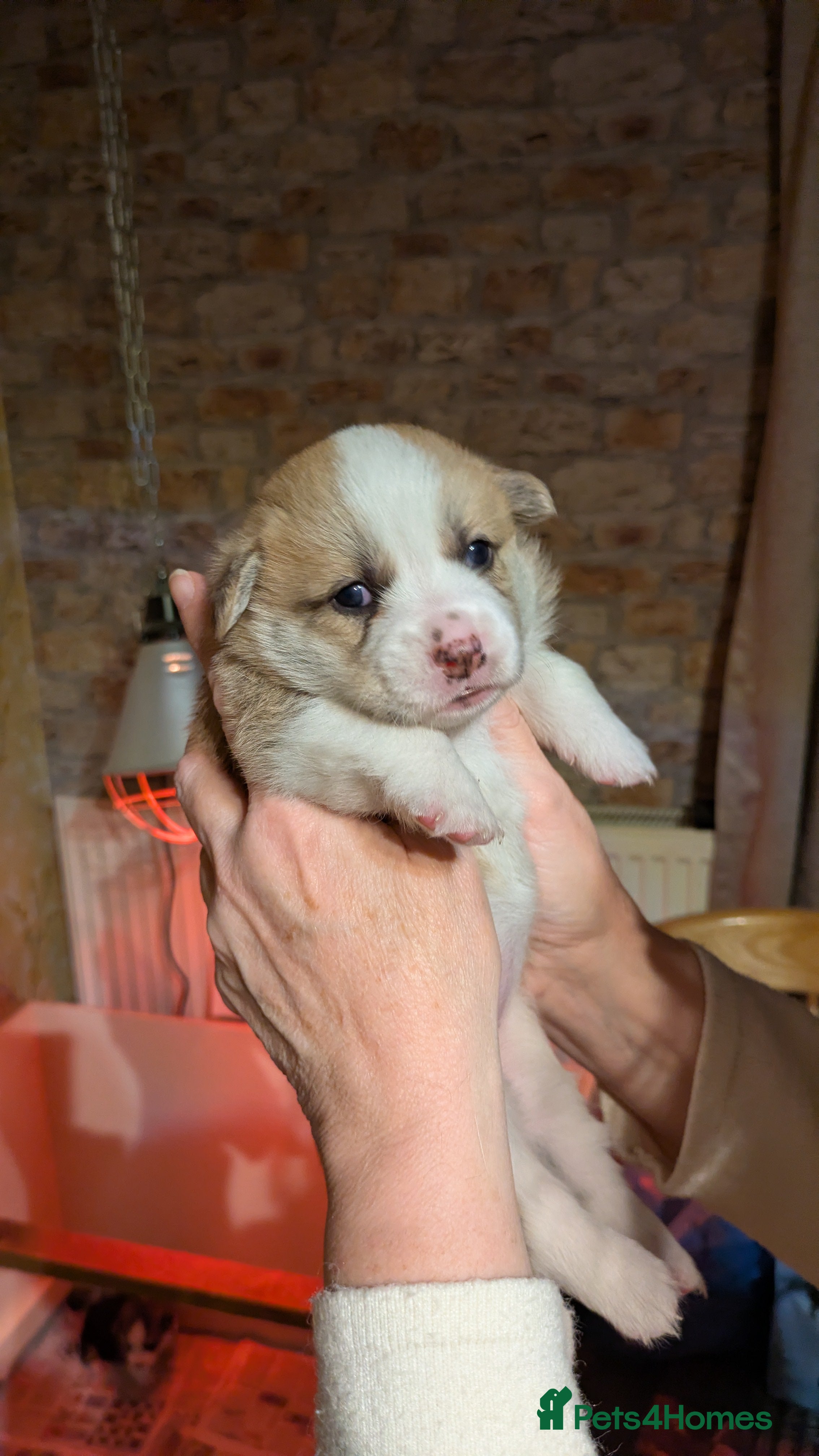 Welsh Corgi Pembroke dogs Stunning big boned corgi bitch pup - Advert 2