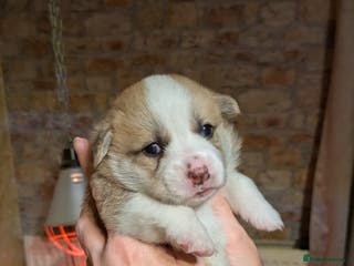 Welsh Corgi Pembroke dogs Stunning big boned corgi bitch pup - Advert 2