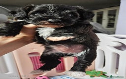 Schnoodle dogs for sale: 2 beautiful schnoodles  - Image 15