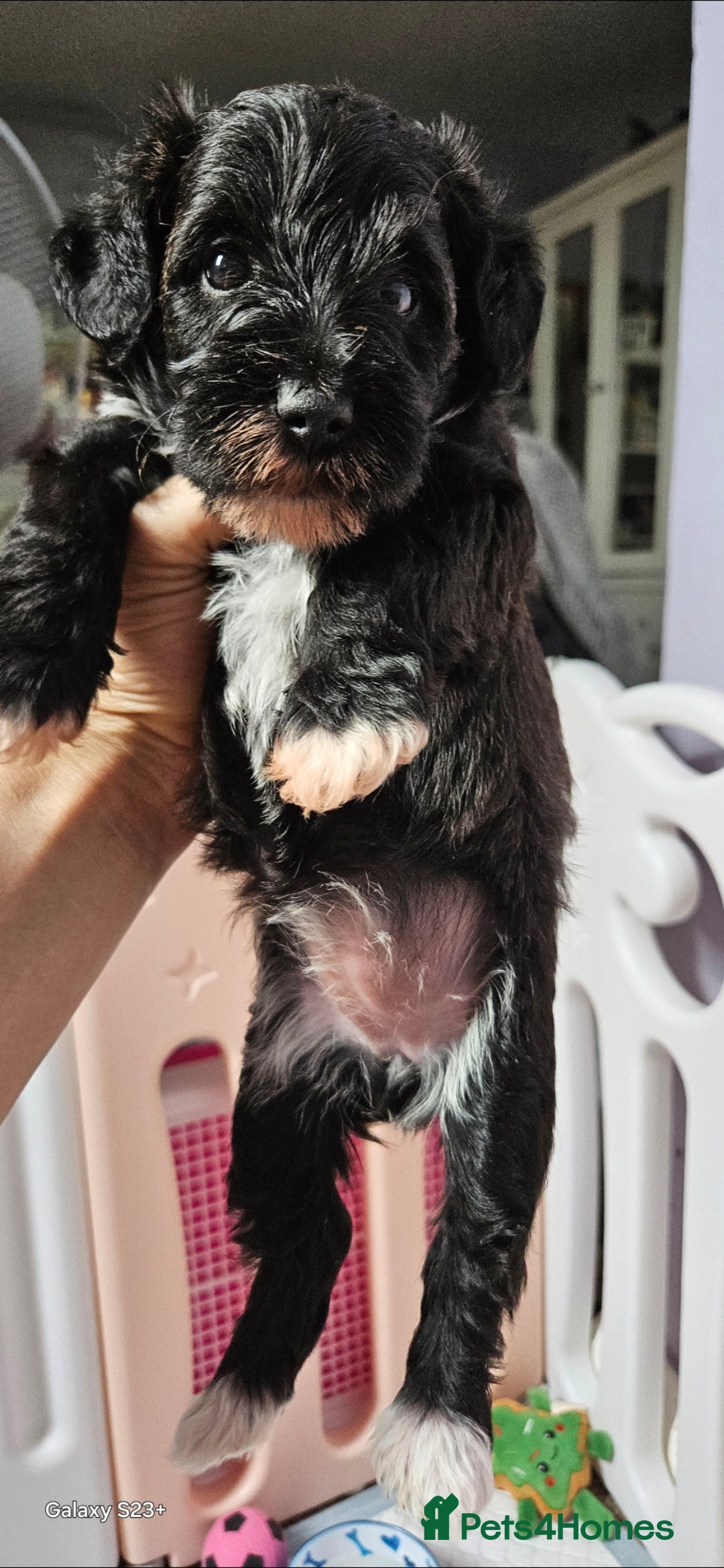 Schnoodle dogs for sale: 2 beautiful schnoodles  - Image 15
