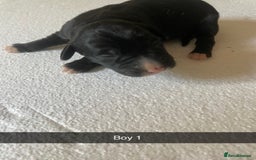 Mixed Breed dogs for sale: Border Collie Cocker puppies - Image 4
