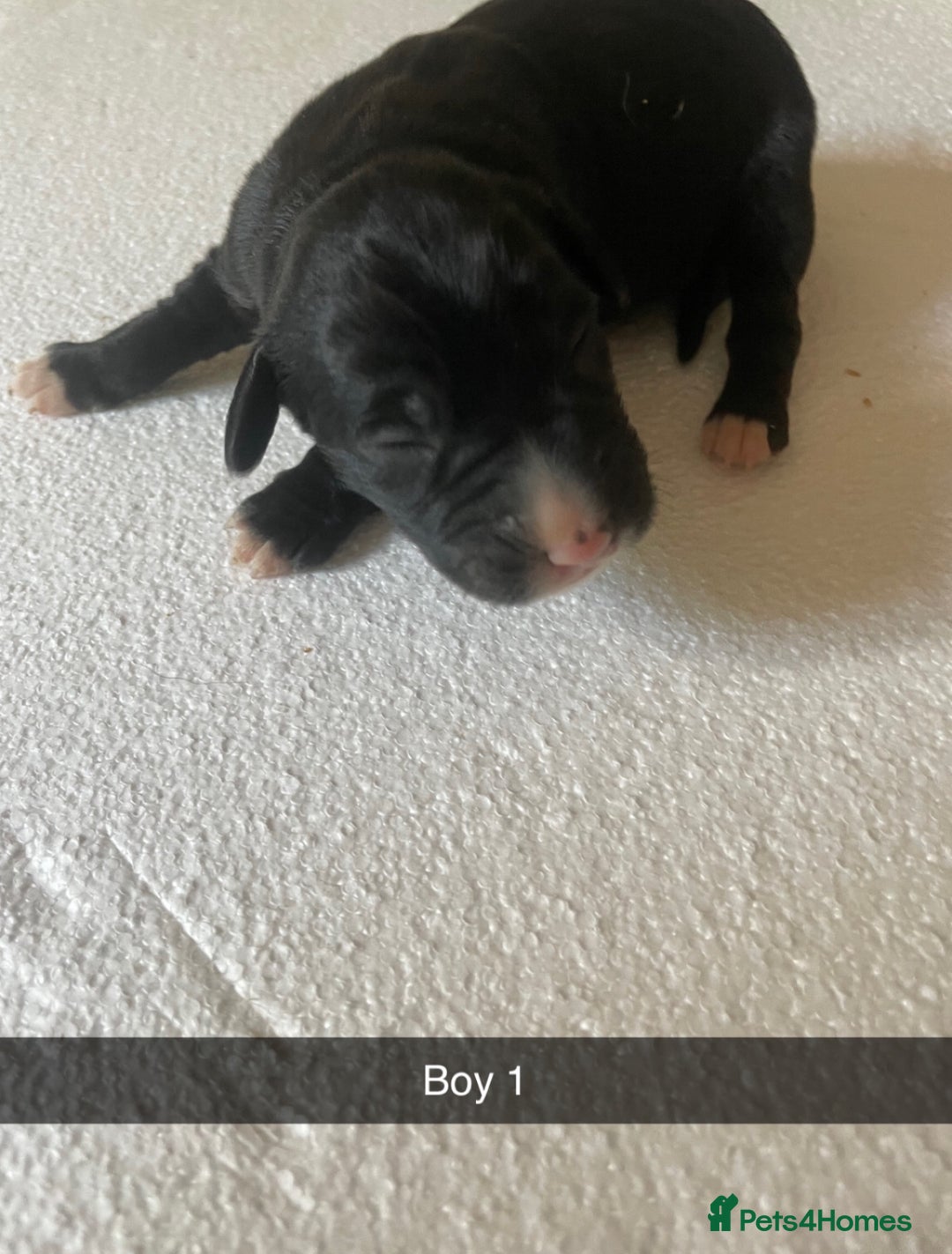 Mixed Breed dogs for sale: Border Collie Cocker puppies - Image 4