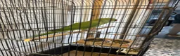Ringnecks birds for sale: Green ringneck female parrot. - Advert 5
