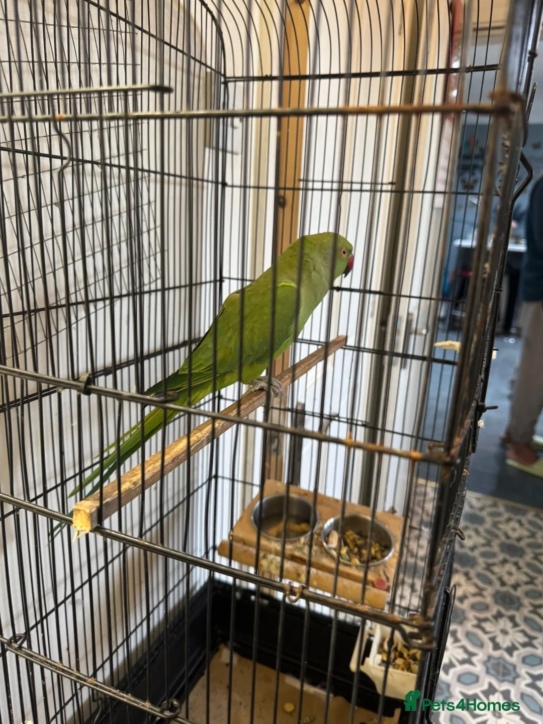 Ringnecks birds for sale: Green ringneck female parrot. - Advert 5