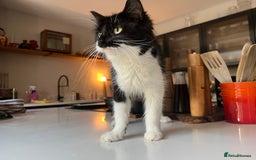 Mixed Breed cats for sale: Five stunning kittens ready to go! - Image 6