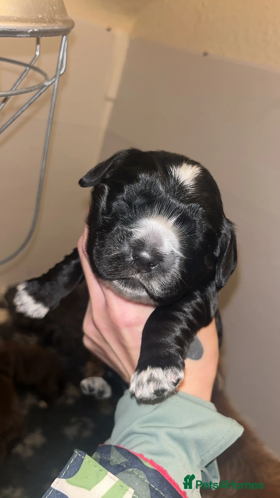 Cocker Spaniel dogs for sale: 🐶Stunning cocker spaniel pups🐶 - Advert 11