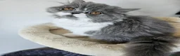 Persian cats for sale: Stuning Persian Girls - Advert 34