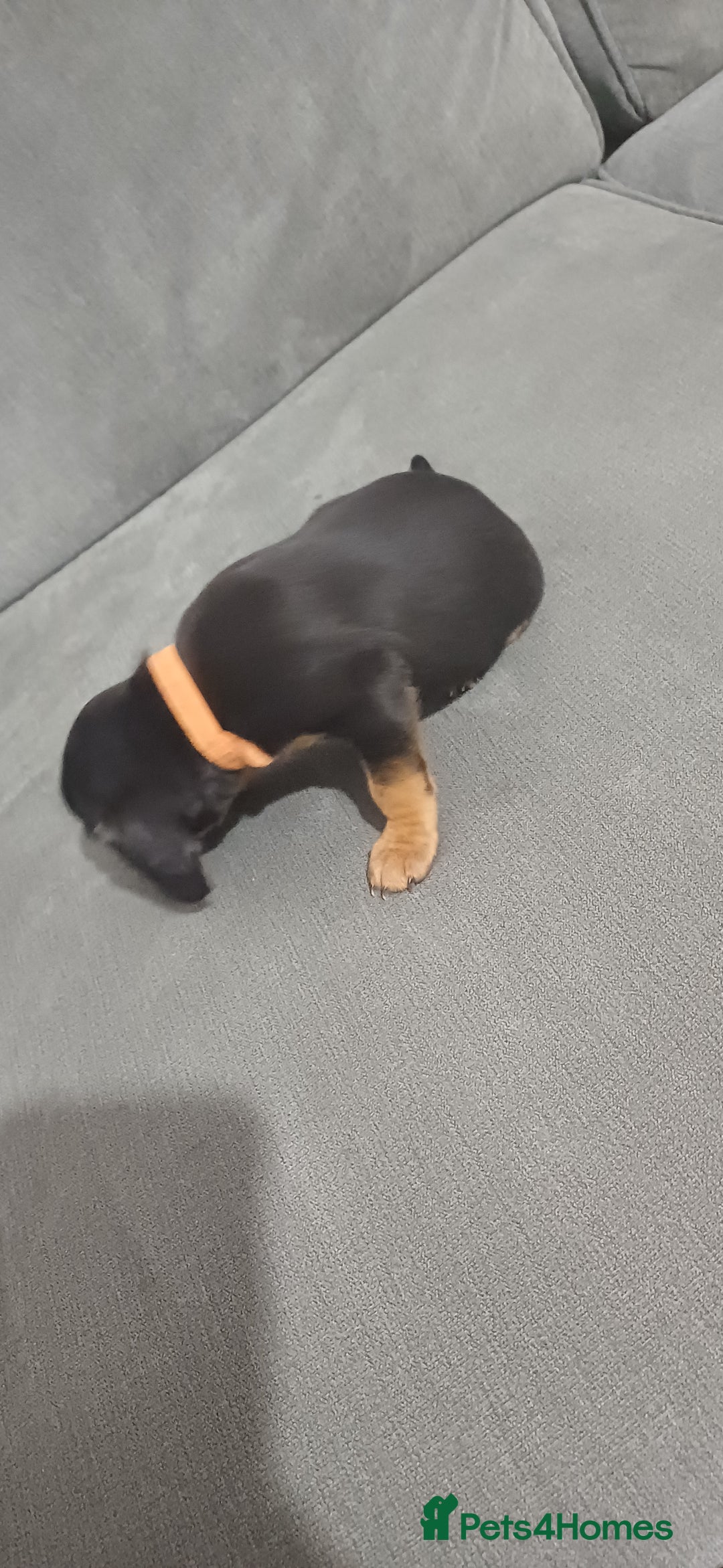 Mixed Breed dogs for sale: Dauchound x cocker spaniel  - Advert 5