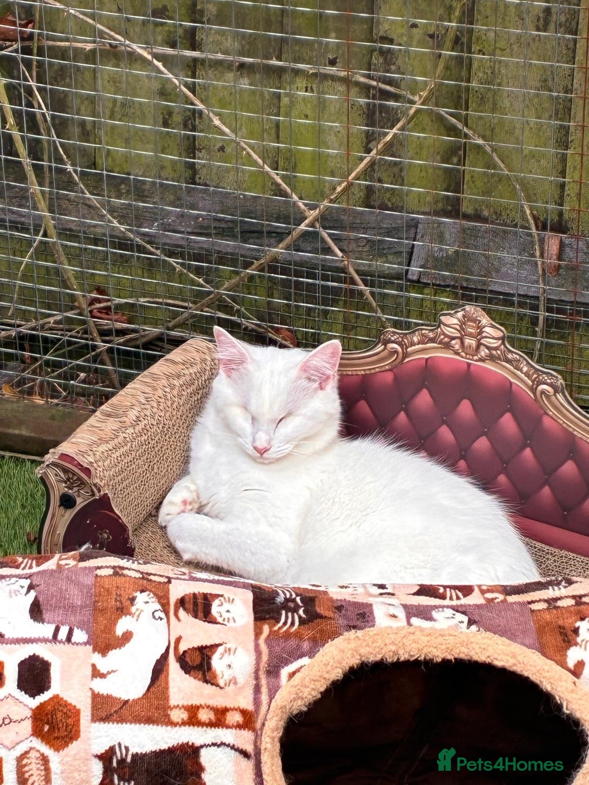 Munchkin cats for sale: 😻❤️ Marshmallow “Baby” ❤️🥰 - Advert 2