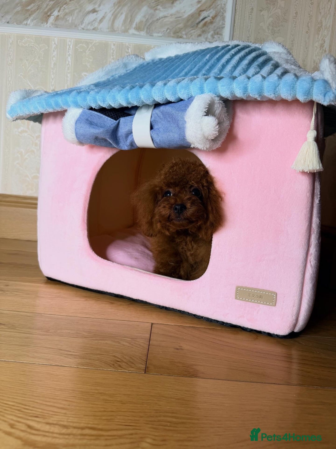 Toy Poodle dogs for sale: Asian micro poodle Boy - Image 26