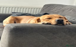 Labrador Retriever dogs for sale: Seb the lab - Image 10