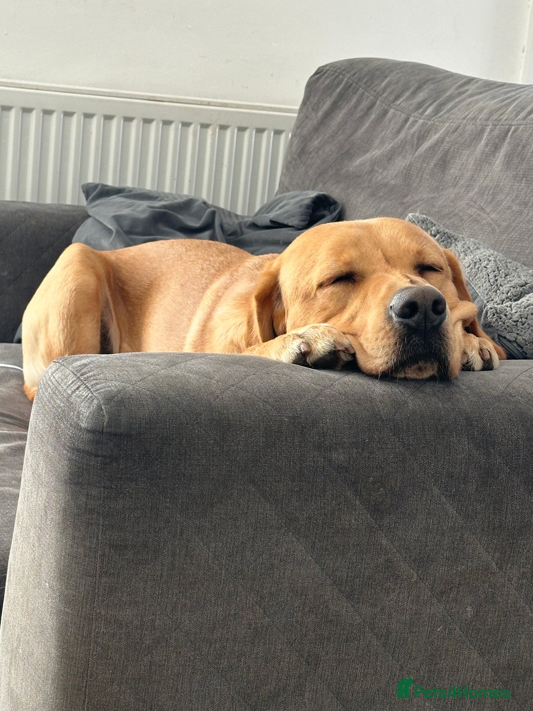 Labrador Retriever dogs for sale: Seb the lab - Image 10