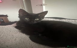Maine Coon cats for sale: Kitten Maine Coons need rehoming asap in Port Talbot - Image 8