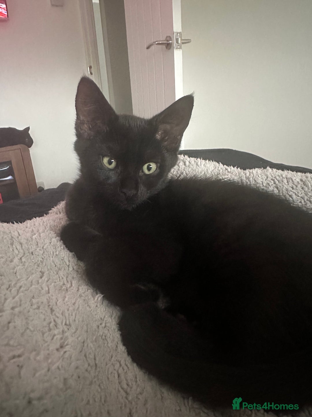 Maine Coon cats for sale: Kitten Maine Coons need rehoming asap in Port Talbot - Image 8
