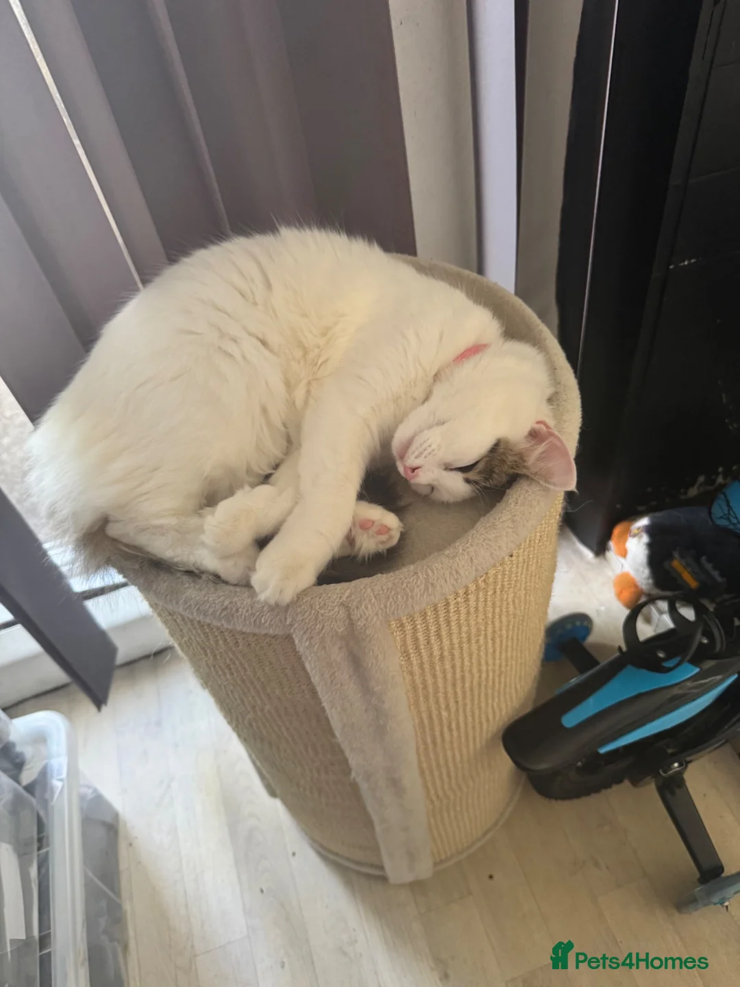 Ragdoll cats for sale: Ragdoll white and tabby  - Advert 6
