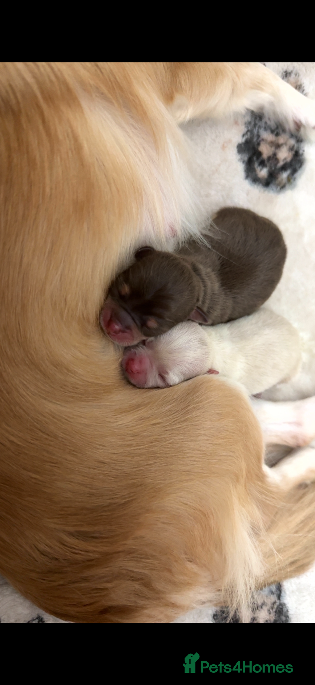 Chihuahua dogs for sale: Beautiful Cream & chocolate tan Chihuahuas! - Advert 1