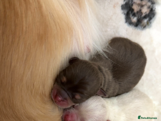 Chihuahua dogs Beautiful Cream & chocolate tan Chihuahuas! - Advert 1