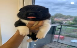 Akita dogs for sale: Akita puppies  - Image 8