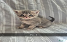 Mixed Breed cats for sale: 6 Short-Hair Kittens For Sale - Image 2