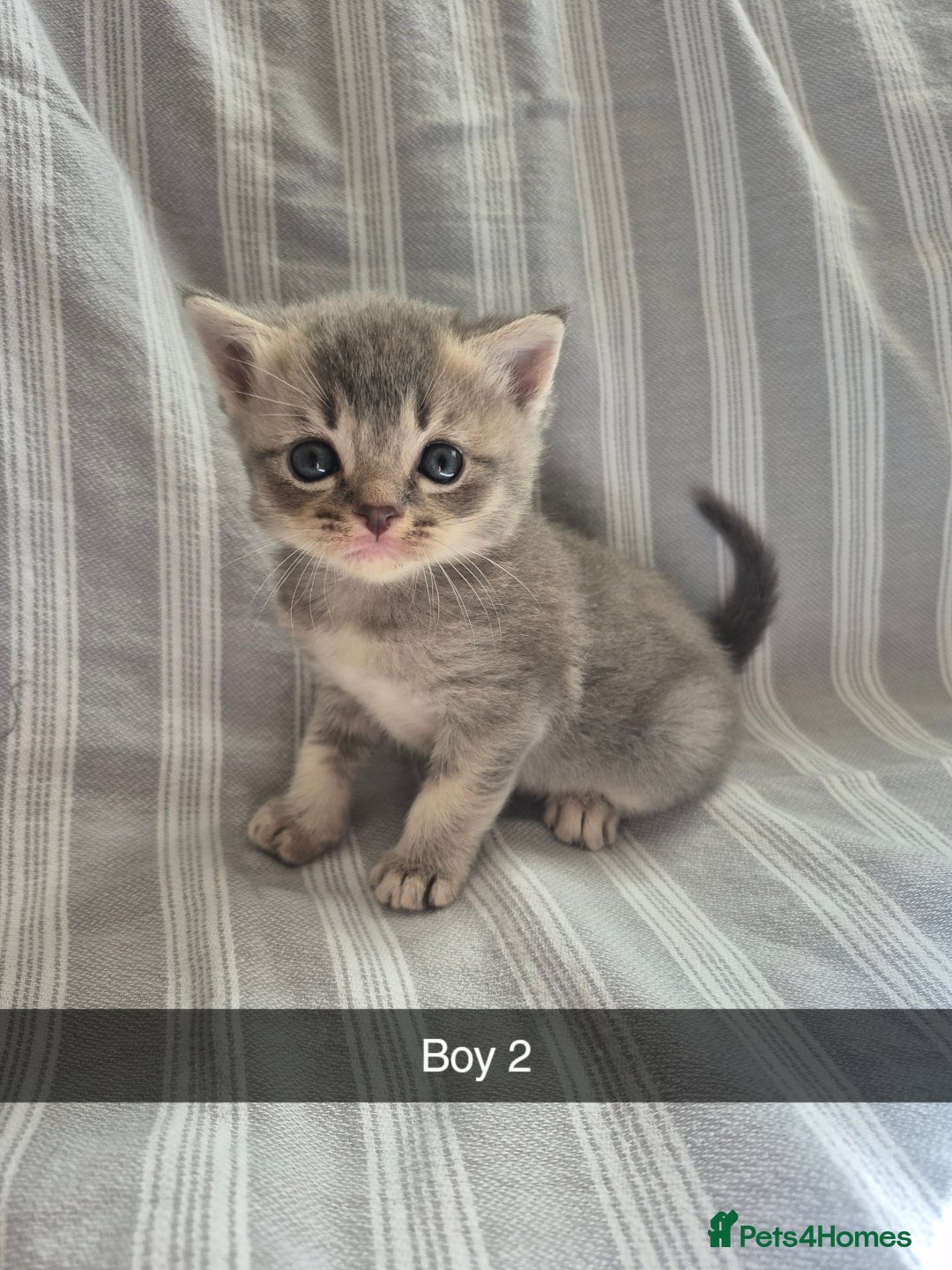 Mixed Breed cats for sale: 6 Short-Hair Kittens For Sale - Image 2