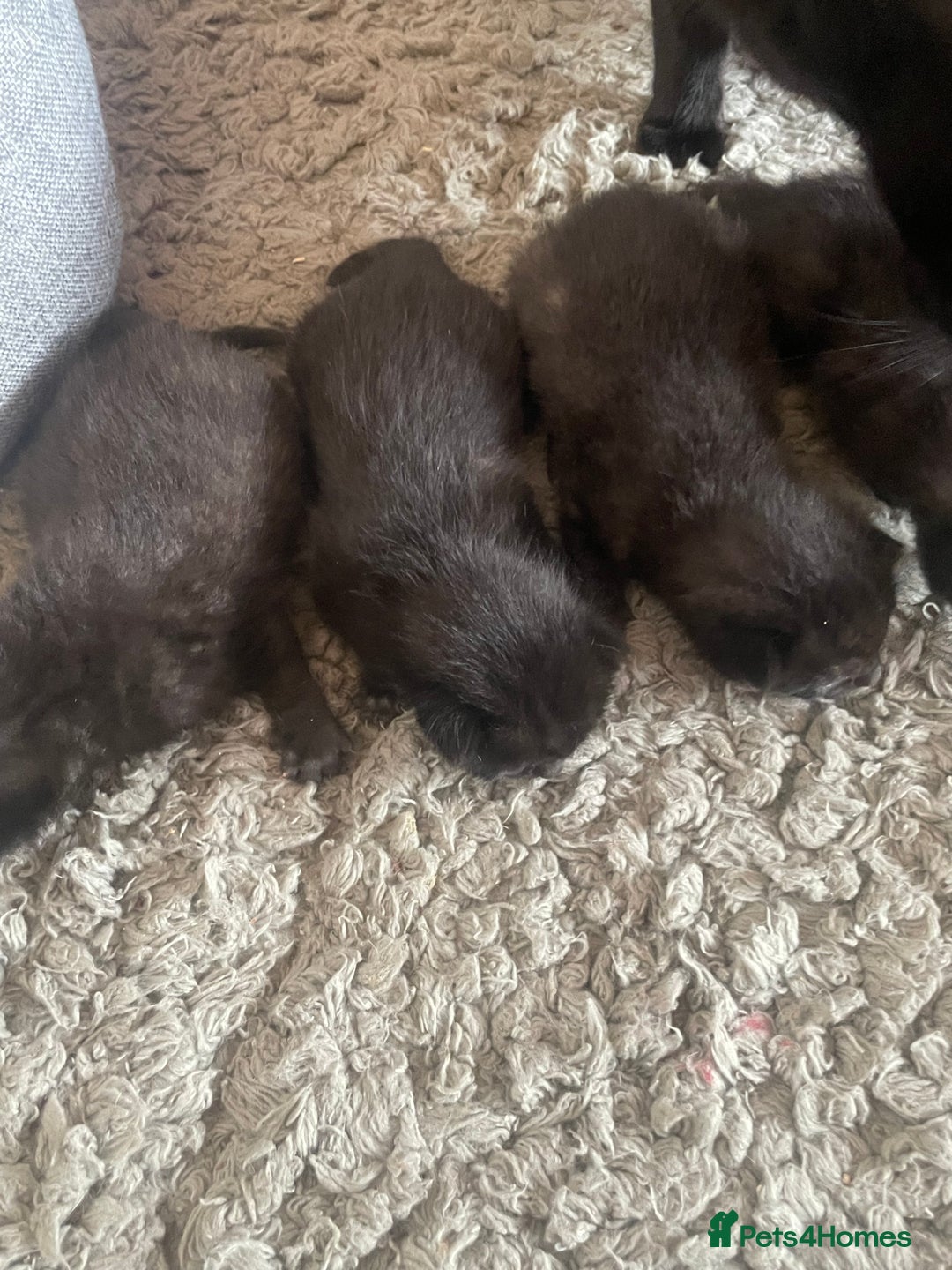 Mixed Breed cats for sale: 5 beautiful mixed kittens  - Image 7