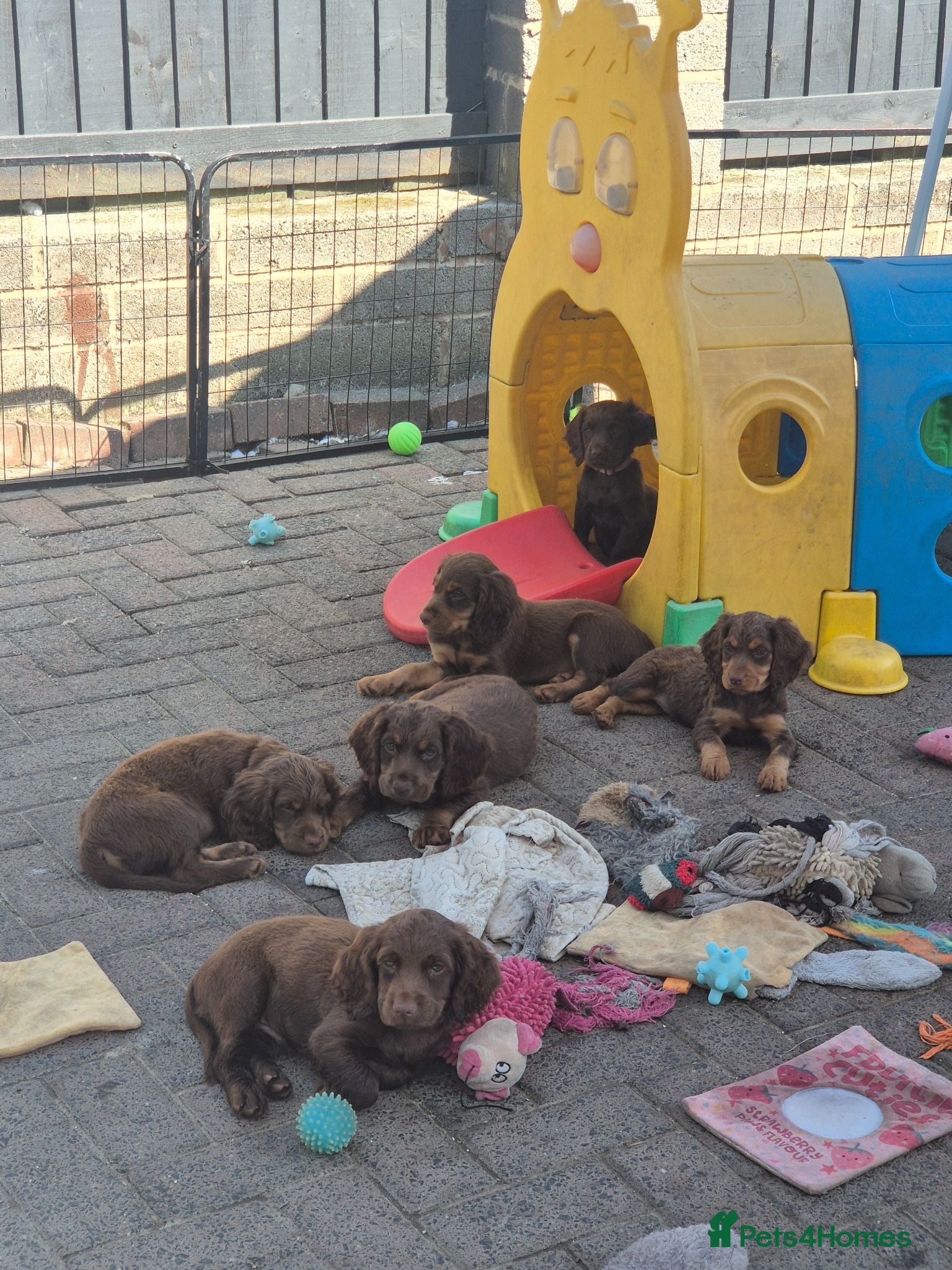 Cocker Spaniel dogs Working cocker pups - Advert 1