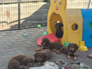 Cocker Spaniel dogs Working cocker pups - Advert 1