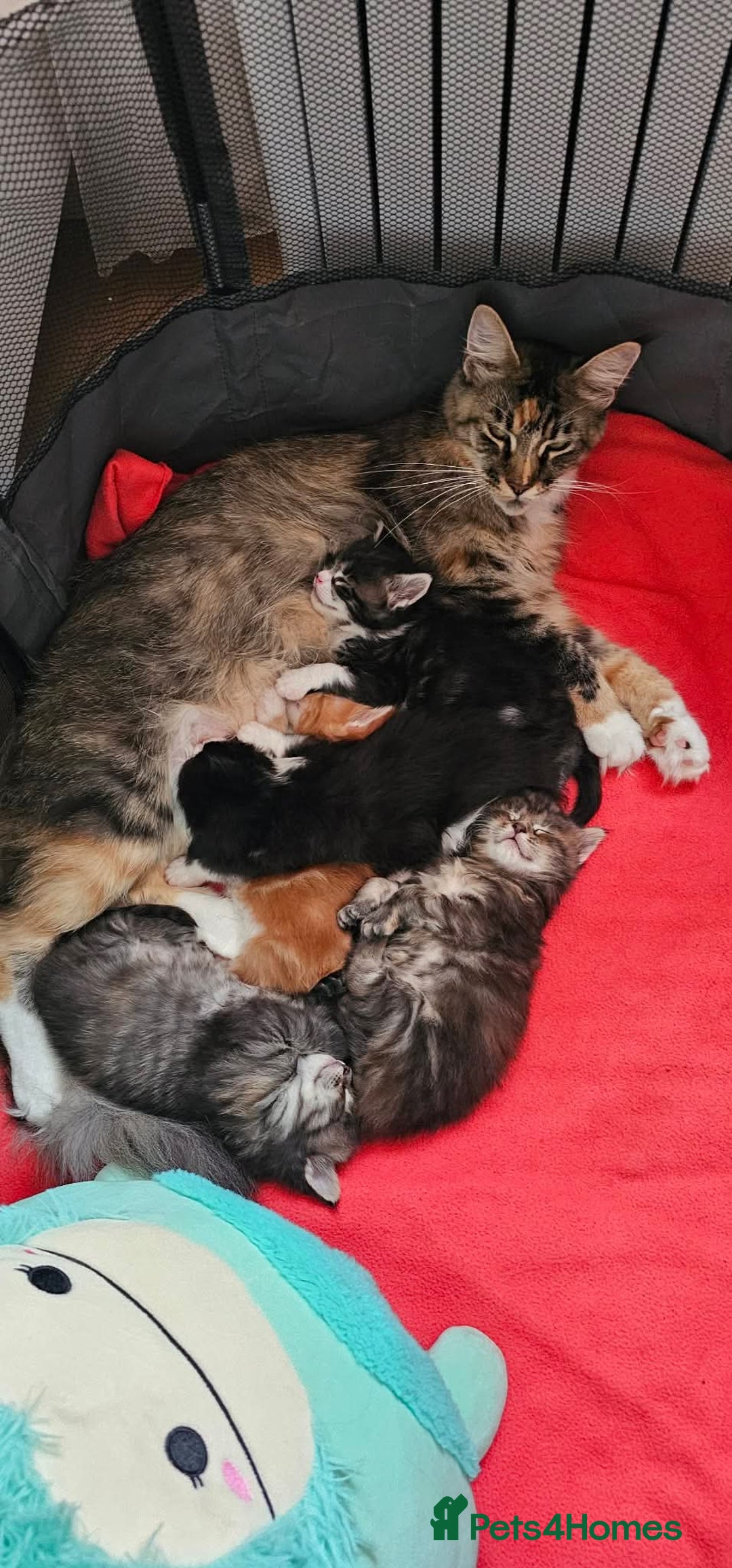 Maine Coon cats for sale: Beautiful Maine Coon Kittens - Advert 4