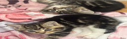 Mixed Breed cats for sale: Tortoise shell male kittens - Advert 5