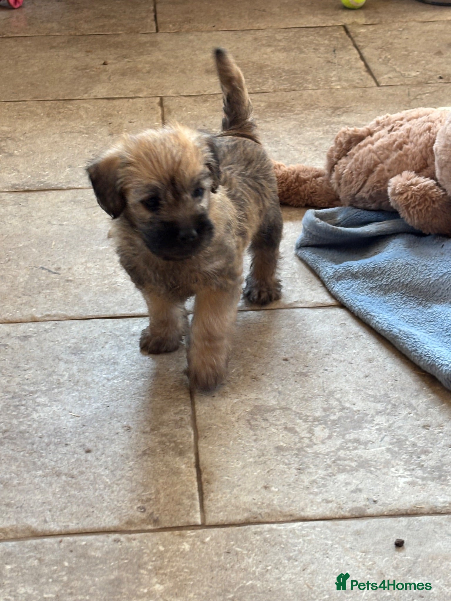 Mixed Breed dogs F1 Cairndoodle Puppies  - Advert 5