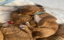 Toy Poodle dogs for sale: Toy poodle puppies  - Image 4