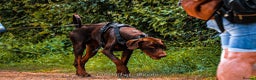 Dobermann dogs for stud: Proven chocolate and tan male for stud in Coventry - Advert 4