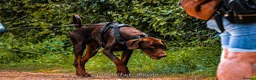 Dobermann dogs for stud: Proven chocolate and tan male for stud in Coventry - Advert 4