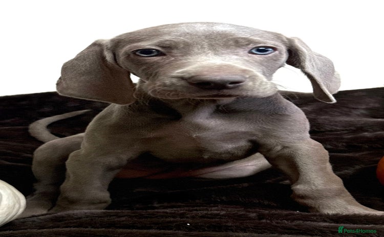 Weimaraner dogs - Advert 1