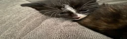 Mixed Breed cats for sale: Three beautiful kittens looking for new homes  - Advert 6