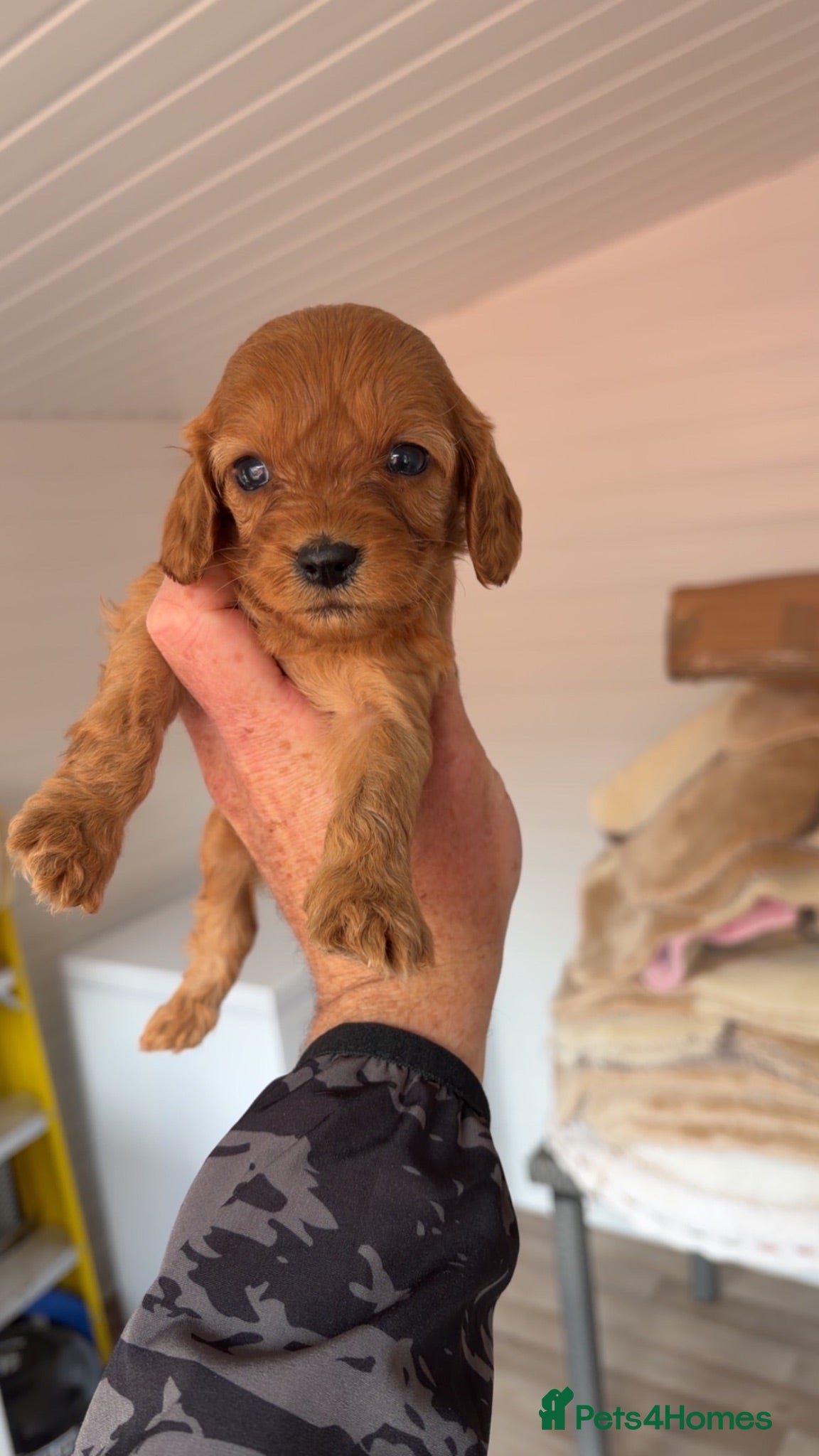 Cavapoo dogs Cavapoo puppies  - Advert 2