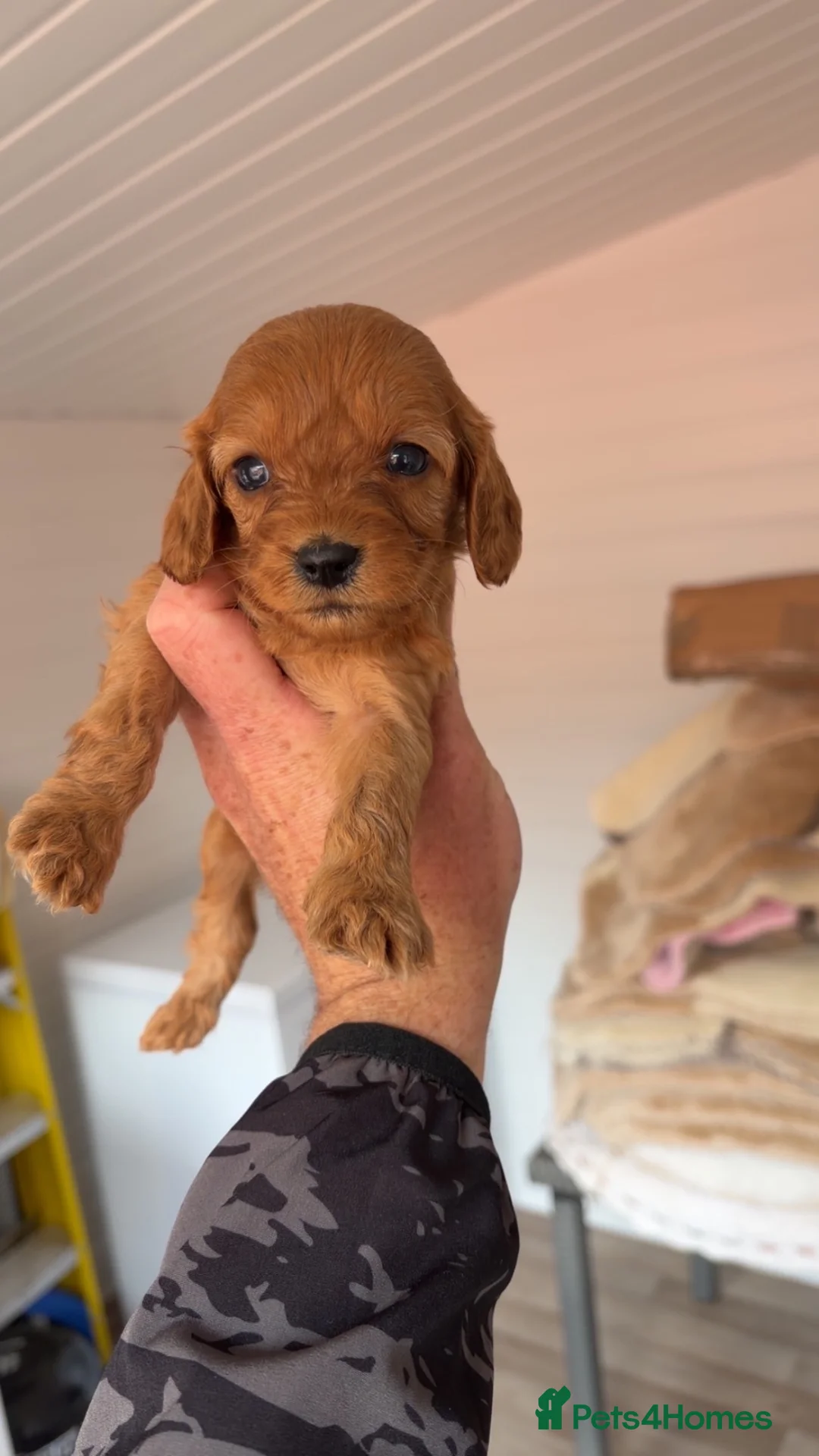 Cavapoo dogs for sale: Cavapoo puppies  - Advert 1