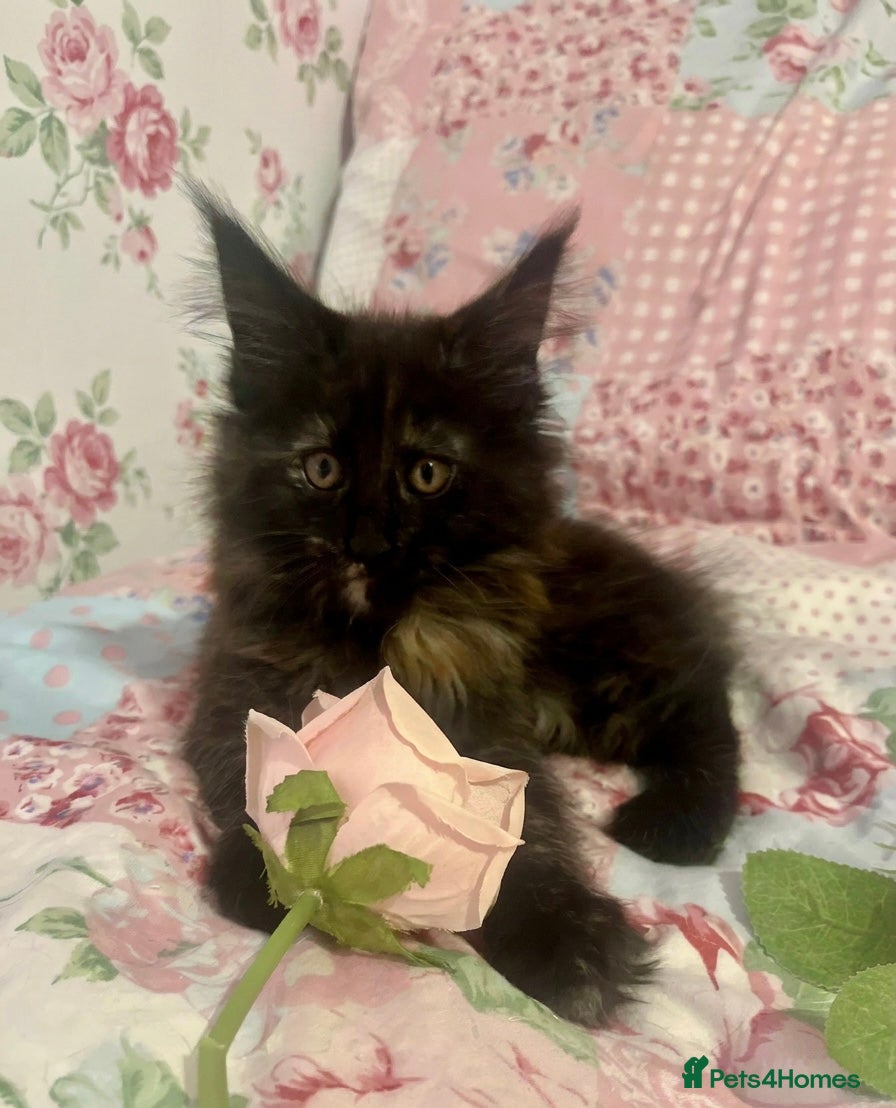Maine Coon cats Beautiful Tica Maine Coon babies  - Advert 4