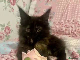 Maine Coon cats Beautiful Tica Maine Coon babies - Advert 4