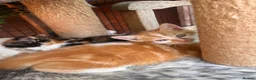 Mixed Breed cats for sale: Beautiful kittens for sale  - Advert 4