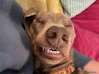 Miniature Dachshund dogs - Advert 8