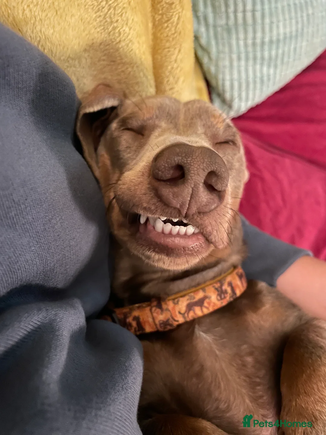 Miniature Dachshund dogs for stud: Isabella and tan mini dachshund - Advert 4