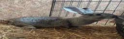 Continental Giant rabbits for sale: Female grey giant continentals  - Advert 3