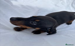 Dachshund dogs for sale: miniature dachshund   - Image 1