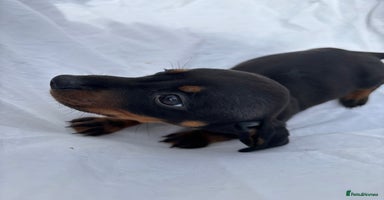 Dachshund dogs - Advert 2