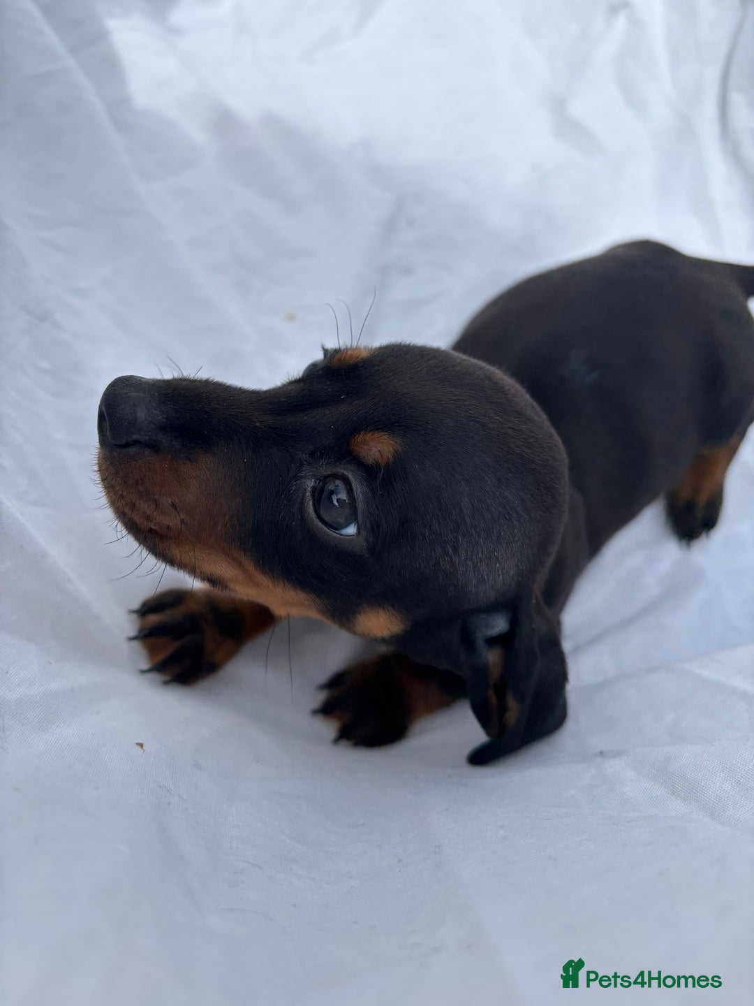 Dachshund dogs for sale: miniature dachshund   - Image 1