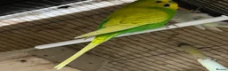 Budgerigars birds for sale: Pair of budgies  - Advert 2